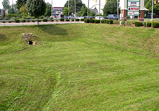 Establishing Vegetation